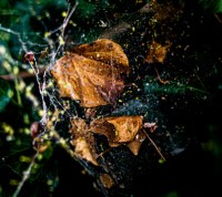 LHAM – Leaving Hardly A Mark